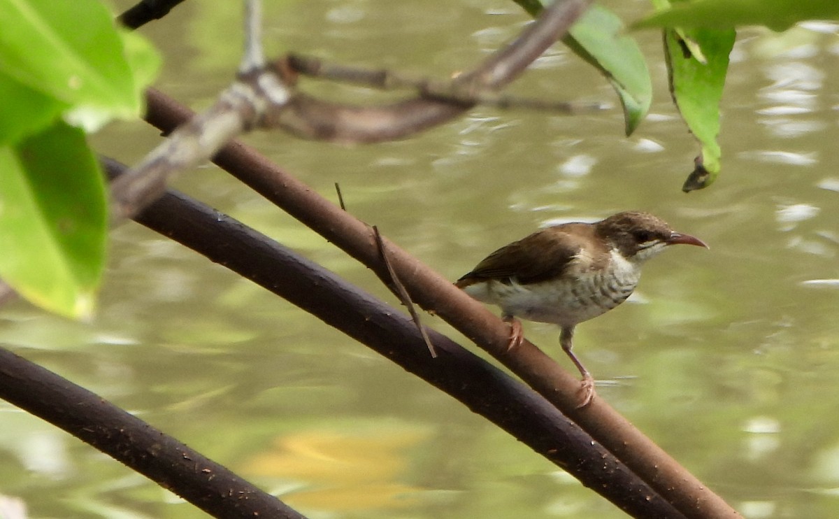 Brown-backed Honeyeater - ML645225498