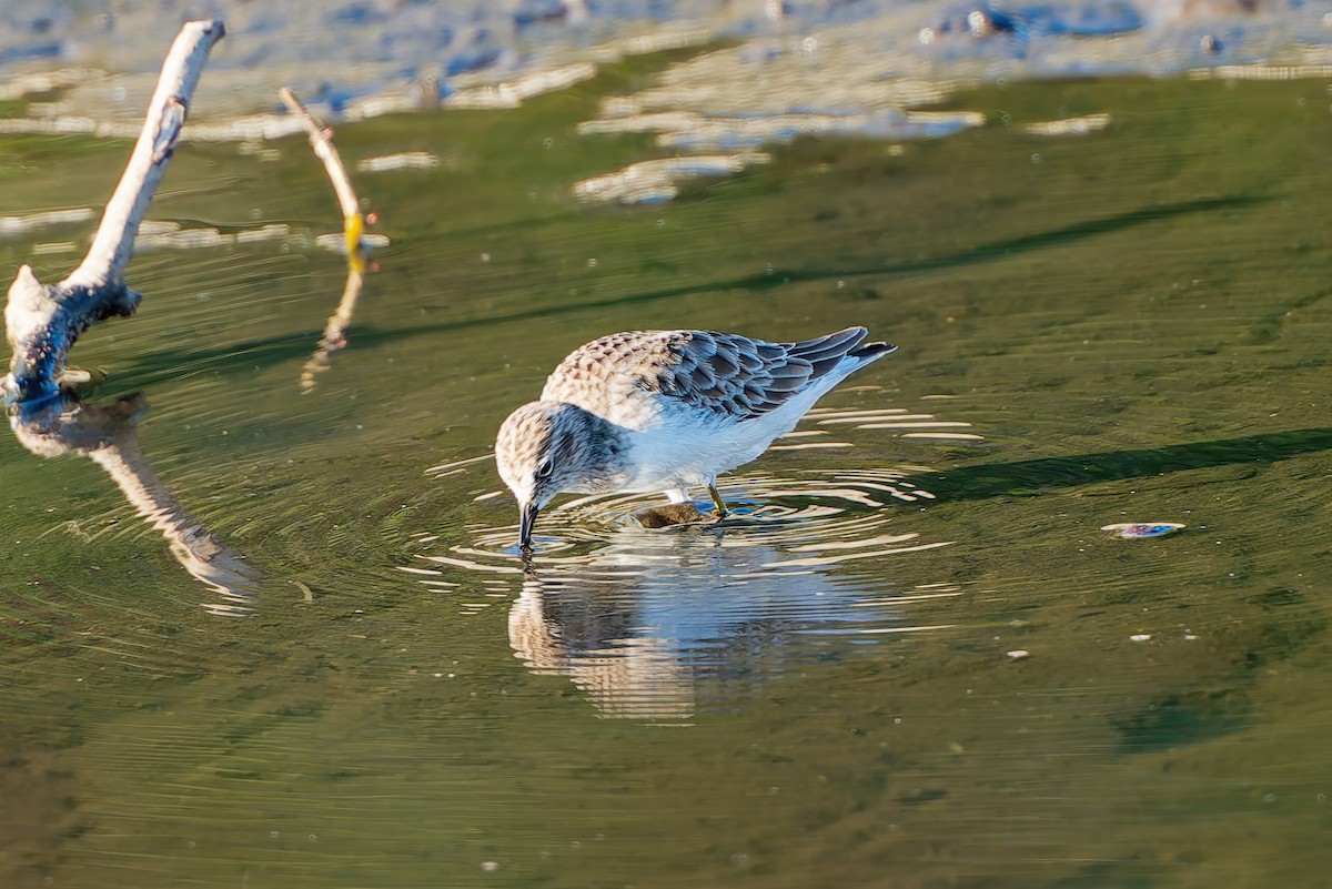 Least Sandpiper - ML645225500