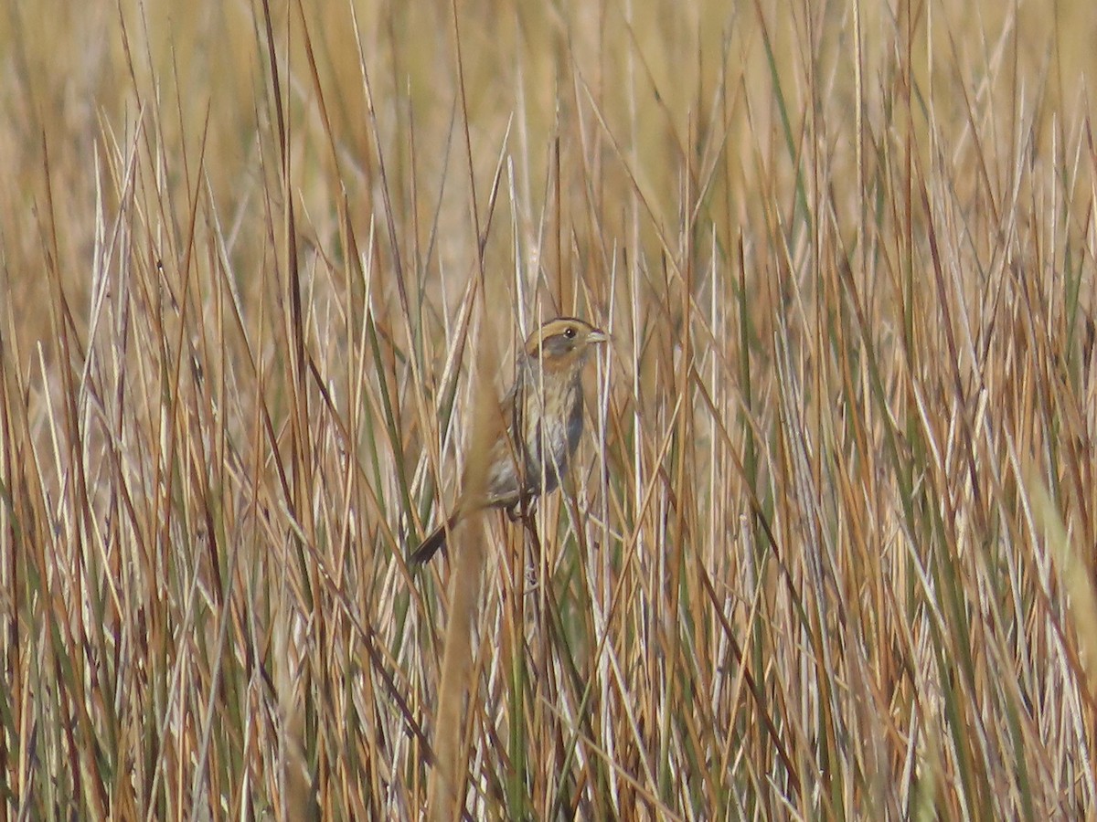 Nelson's Sparrow (Interior) - ML645225502