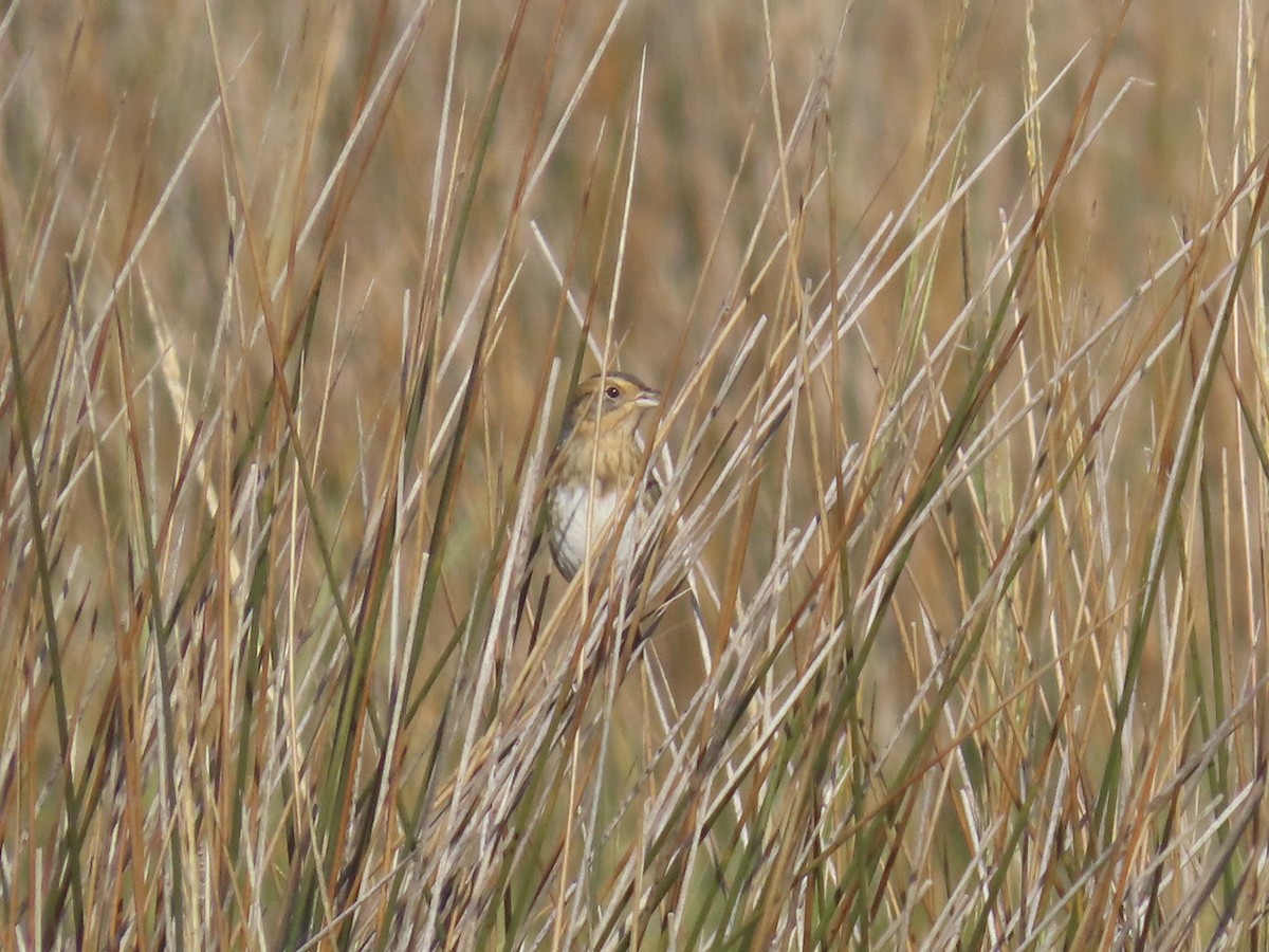 Nelson's Sparrow (Interior) - ML645225503