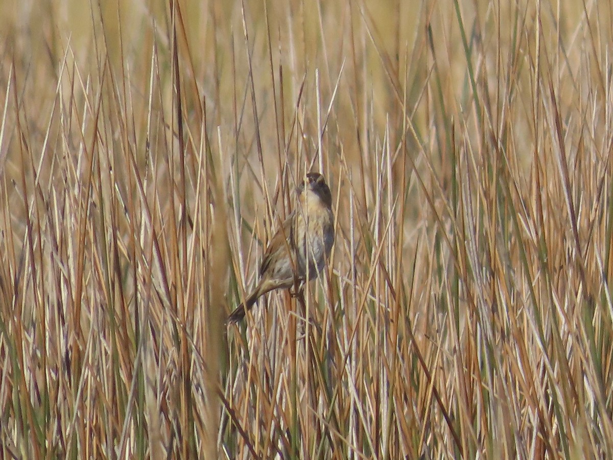 Nelson's Sparrow (Interior) - ML645225504