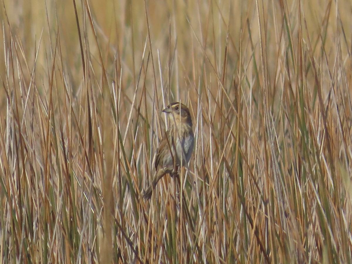Nelson's Sparrow (Interior) - ML645225505