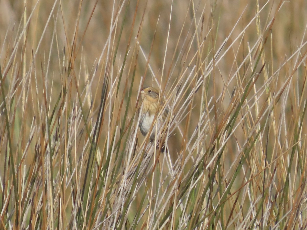 Nelson's Sparrow (Interior) - ML645225506