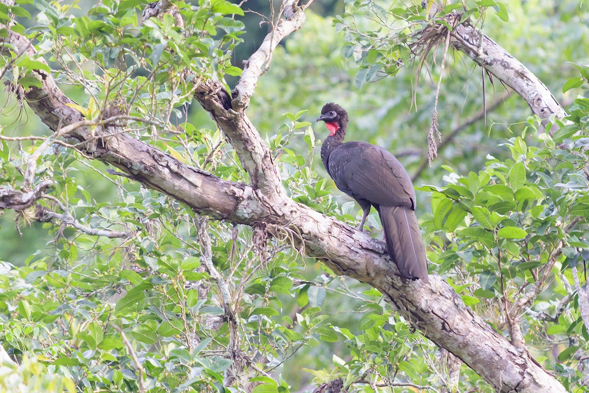 Crested Guan - ML645225509