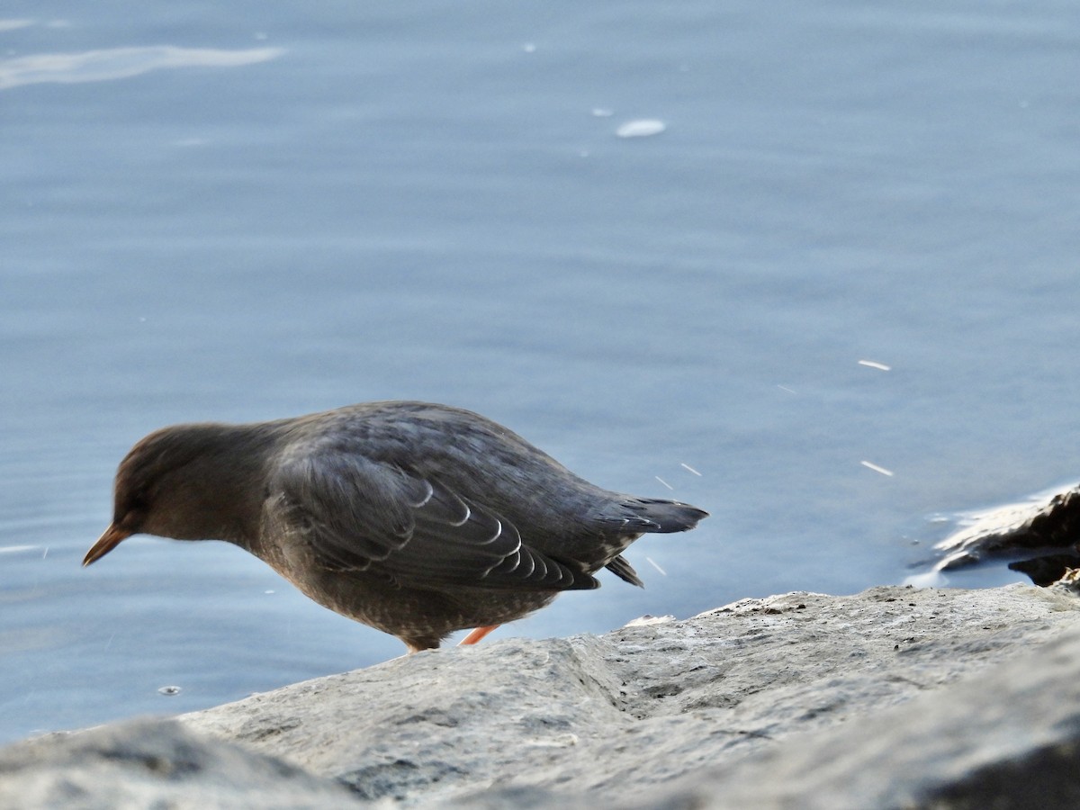 American Dipper - ML645225510