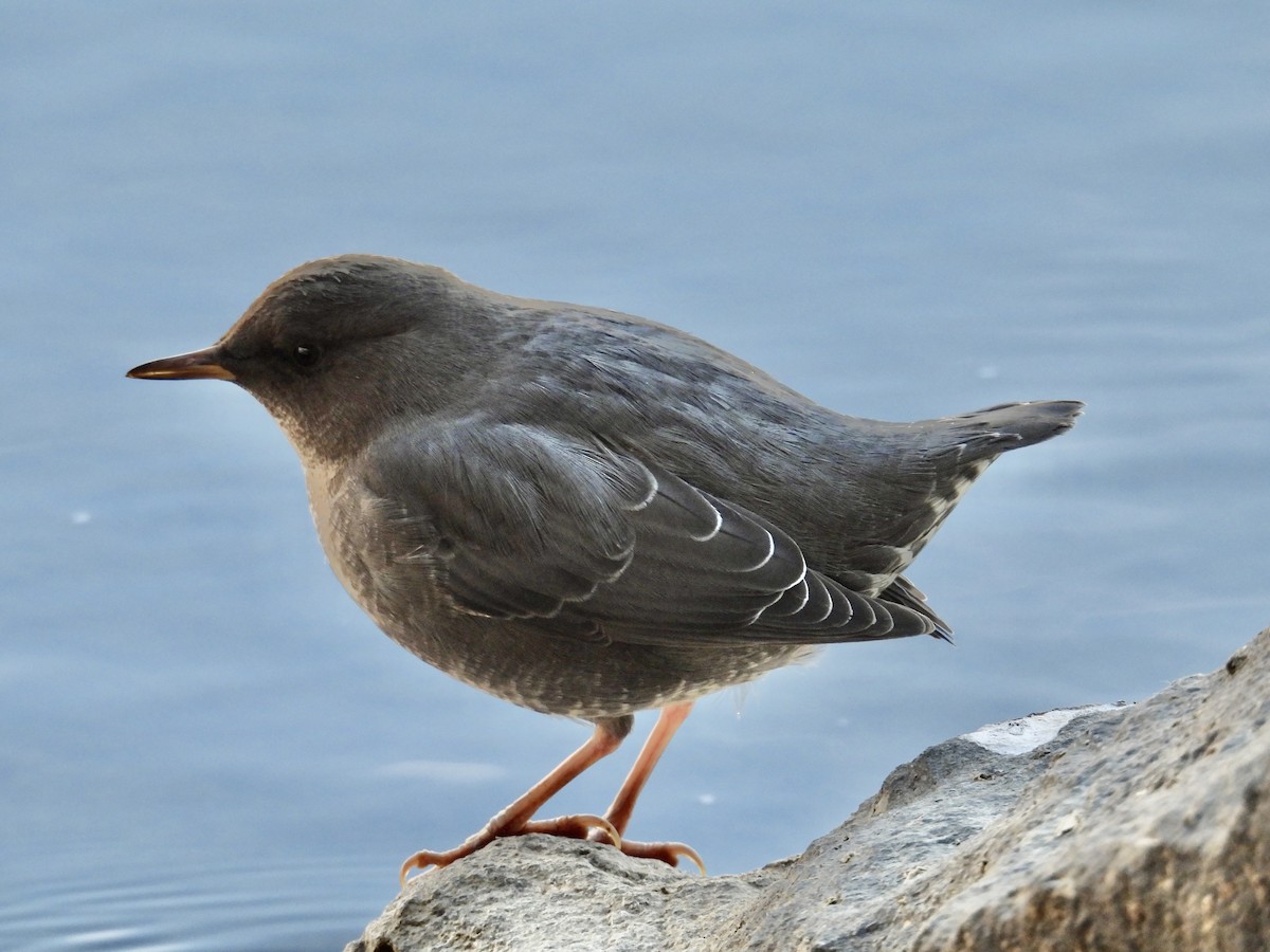 American Dipper - ML645225511