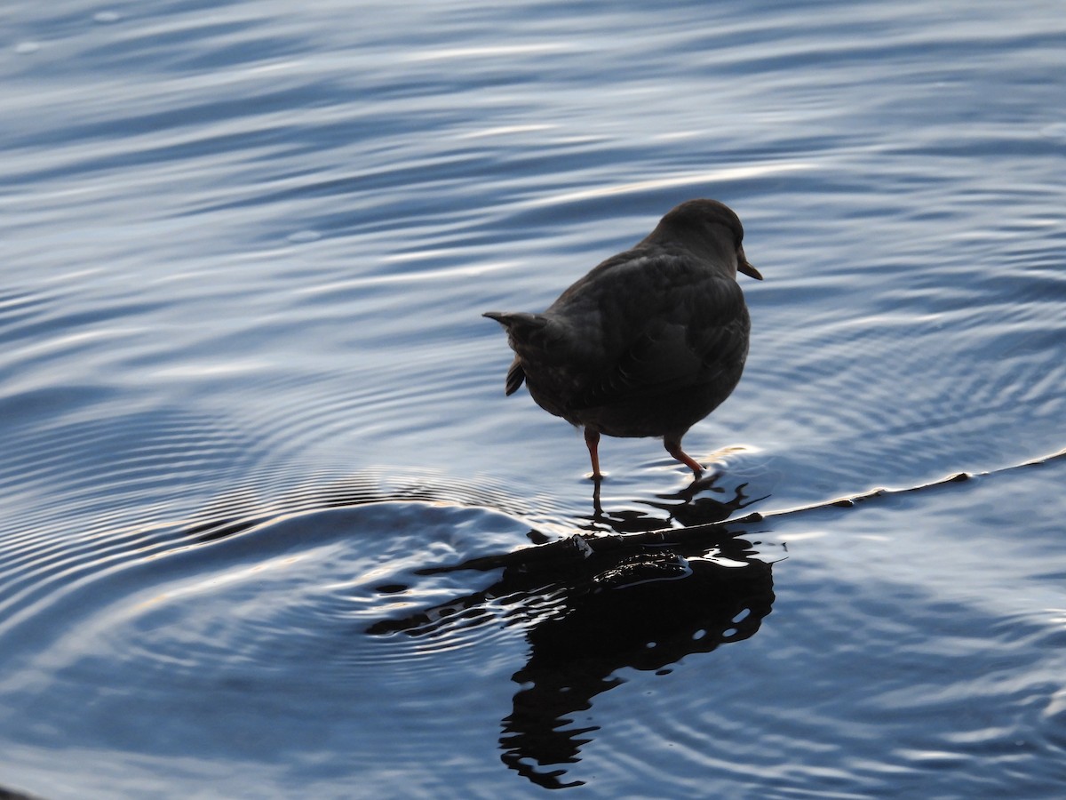 American Dipper - ML645225512