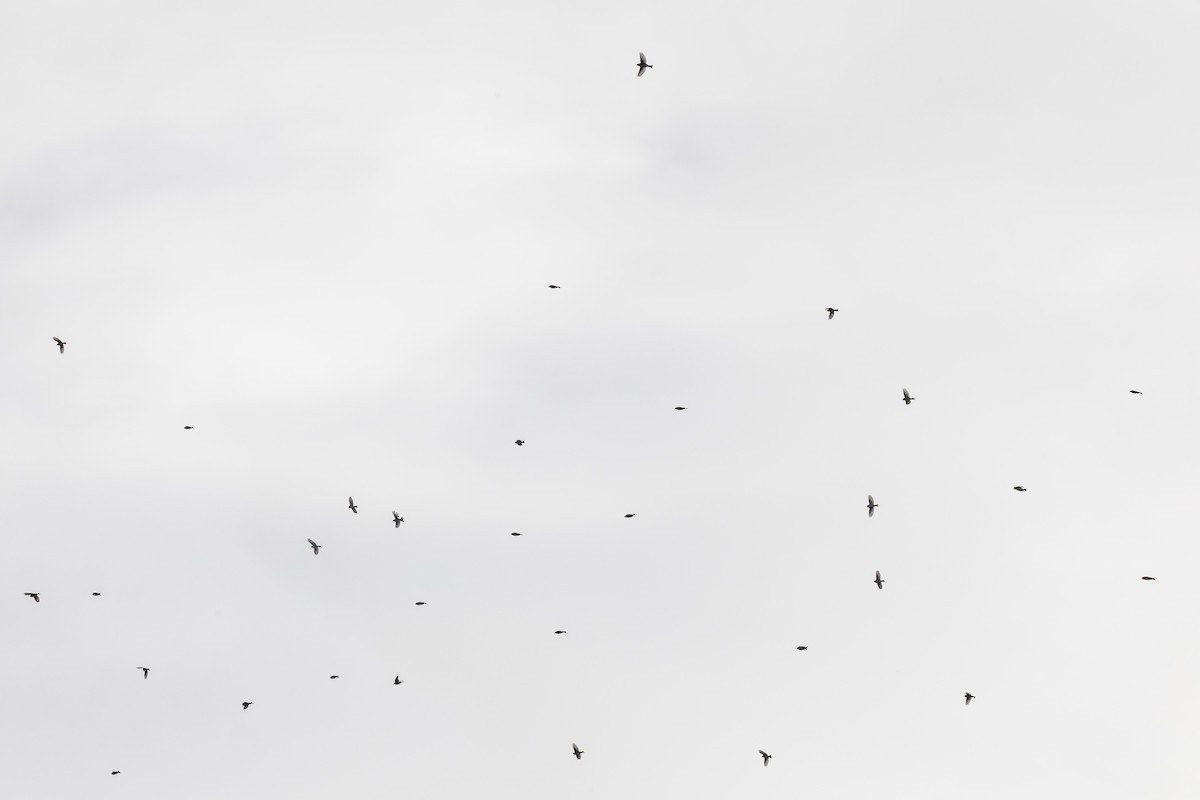 普通朱頂雀(flammea/rostrata/islandica) - ML645225514