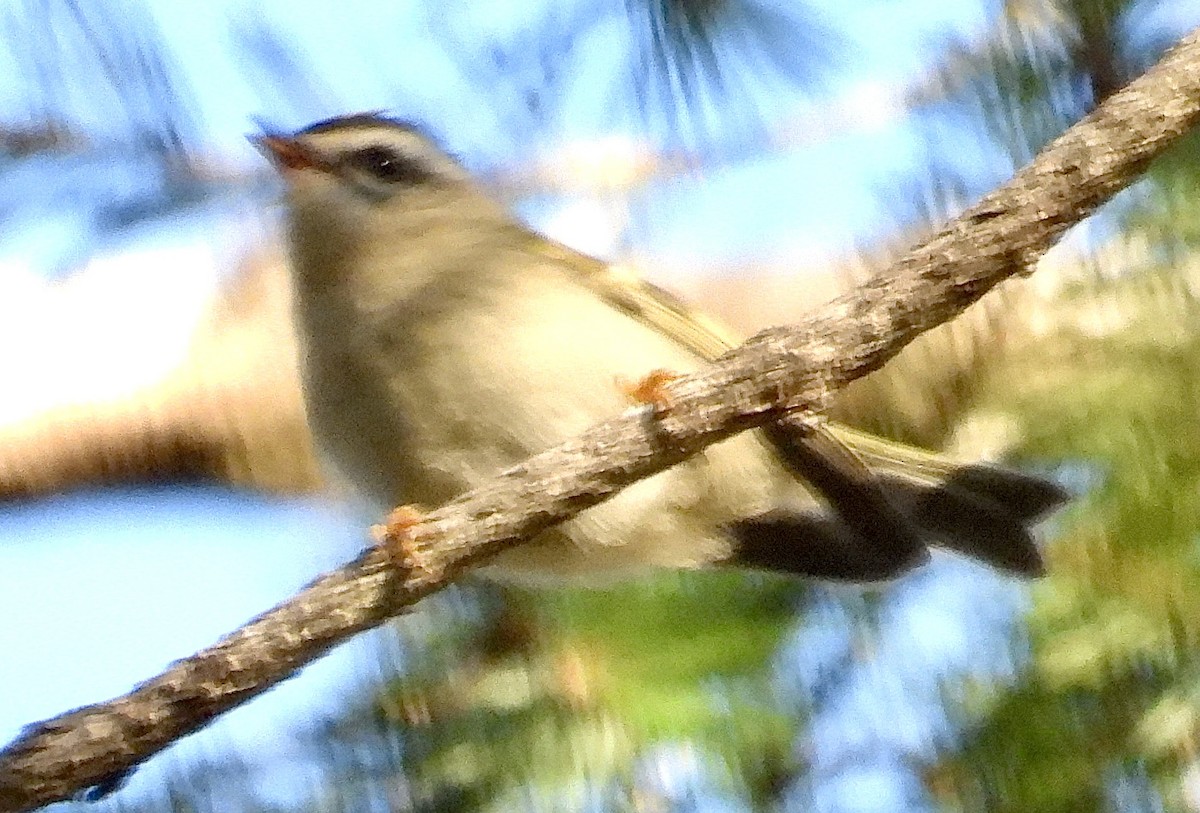 Golden-crowned Kinglet - ML645225515