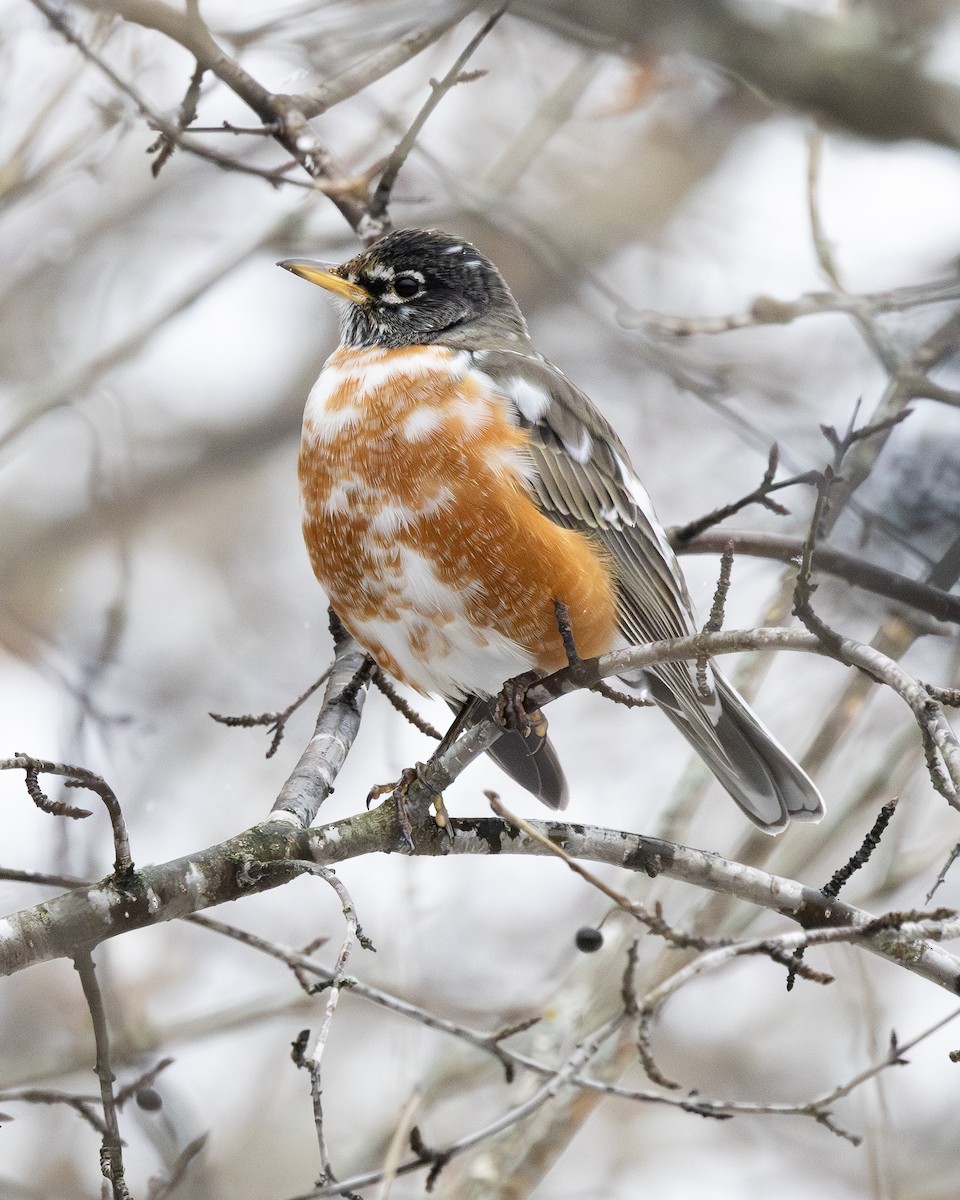 American Robin - ML645225519