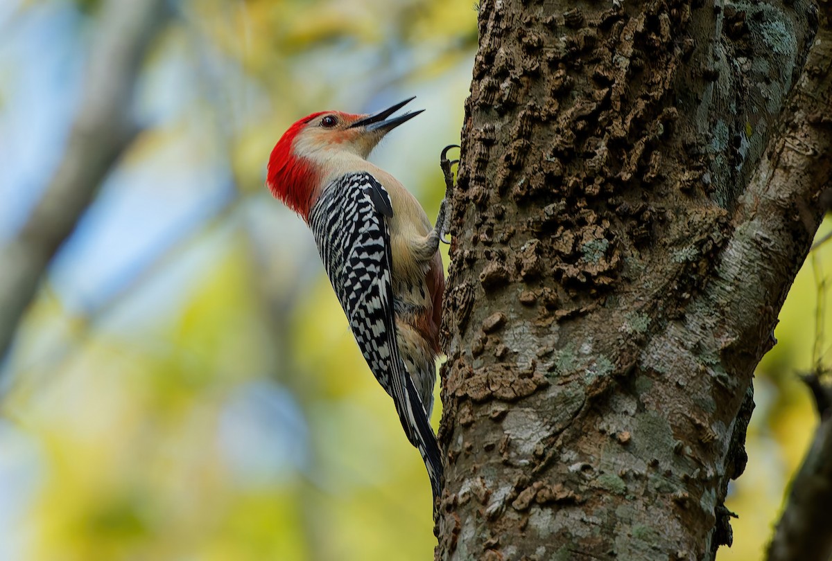 Red-bellied Woodpecker - ML645225520