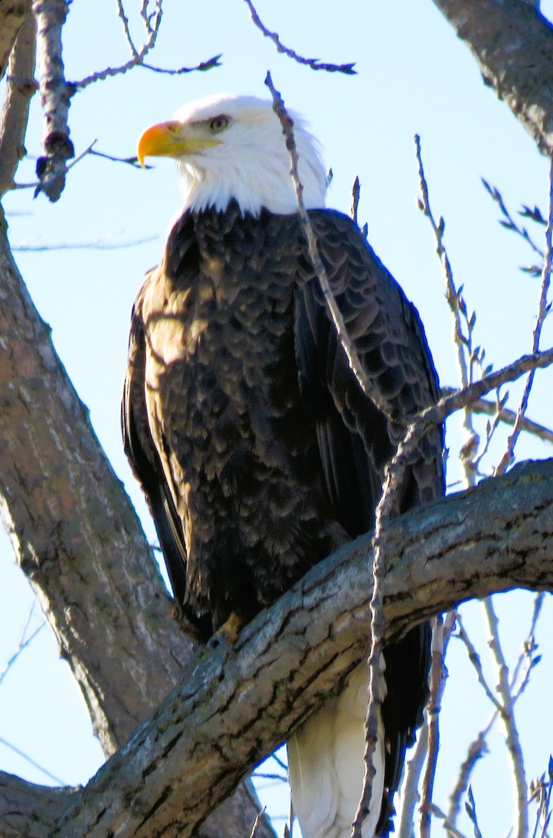 Bald Eagle - ML645225529