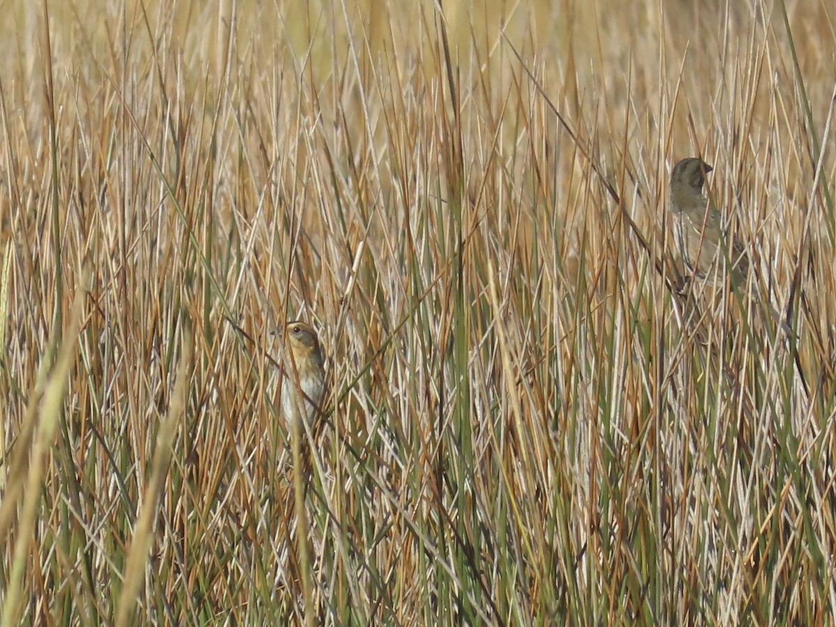 Nelson's Sparrow (Interior) - ML645225531