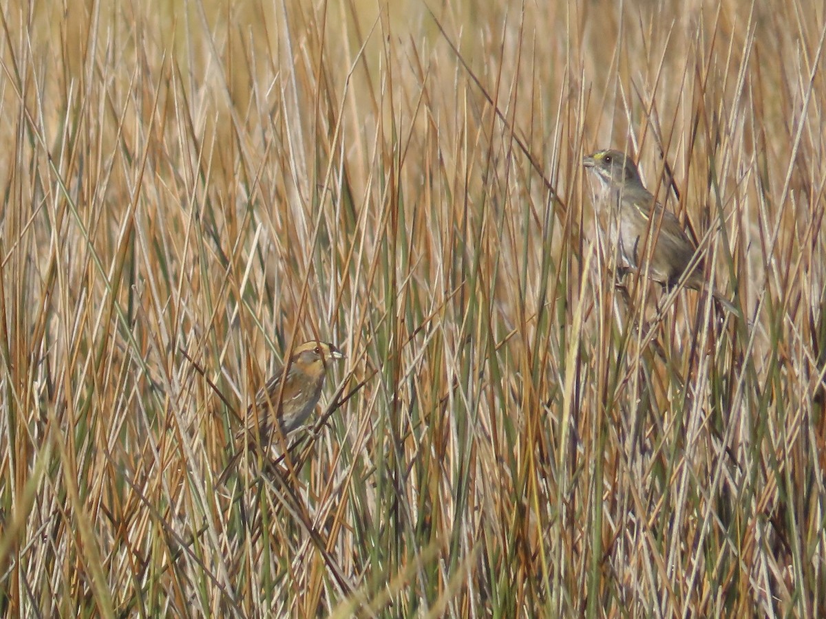 Nelson's Sparrow (Interior) - ML645225533