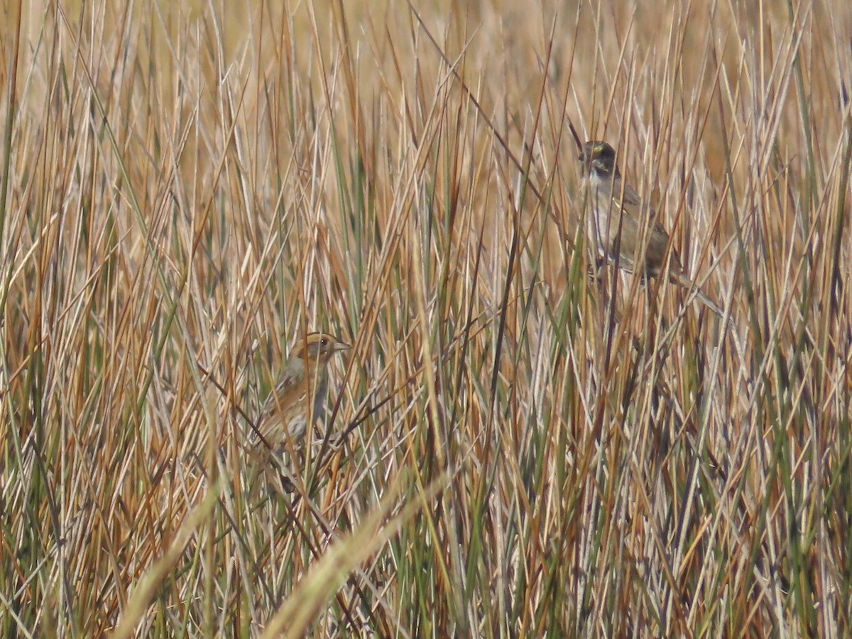 Nelson's Sparrow (Interior) - ML645225534