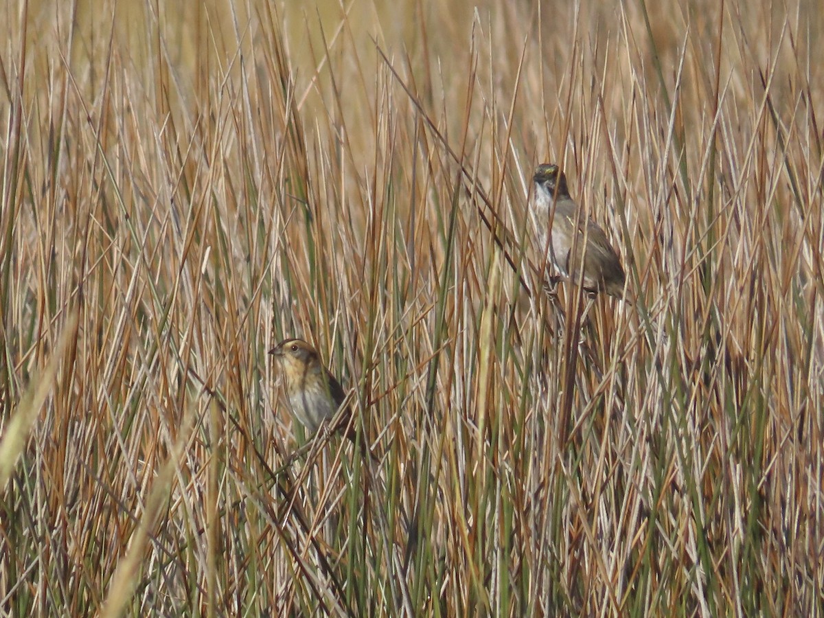 Nelson's Sparrow (Interior) - ML645225535