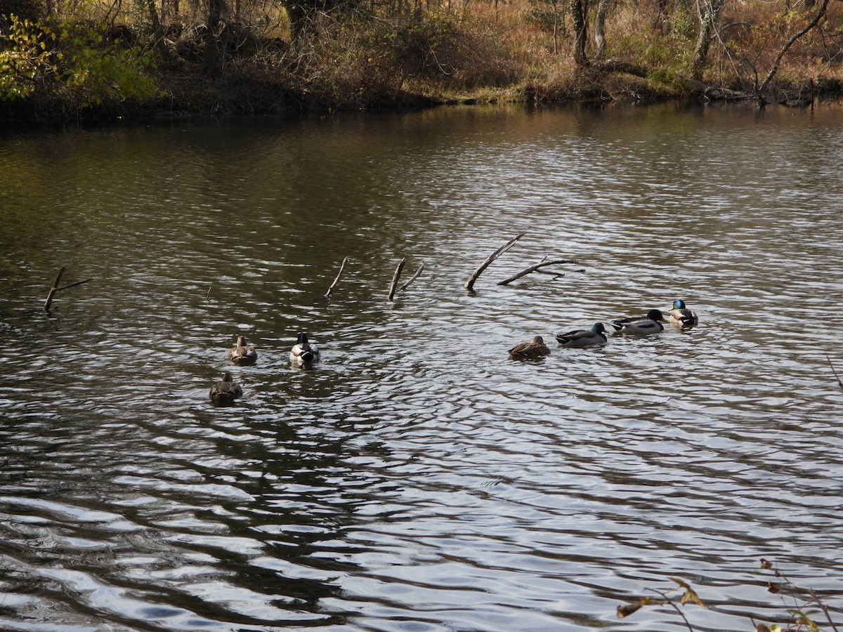 綠頭鴨 - ML645225536