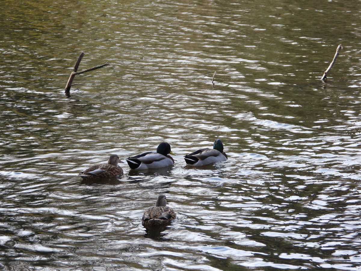 綠頭鴨 - ML645225537