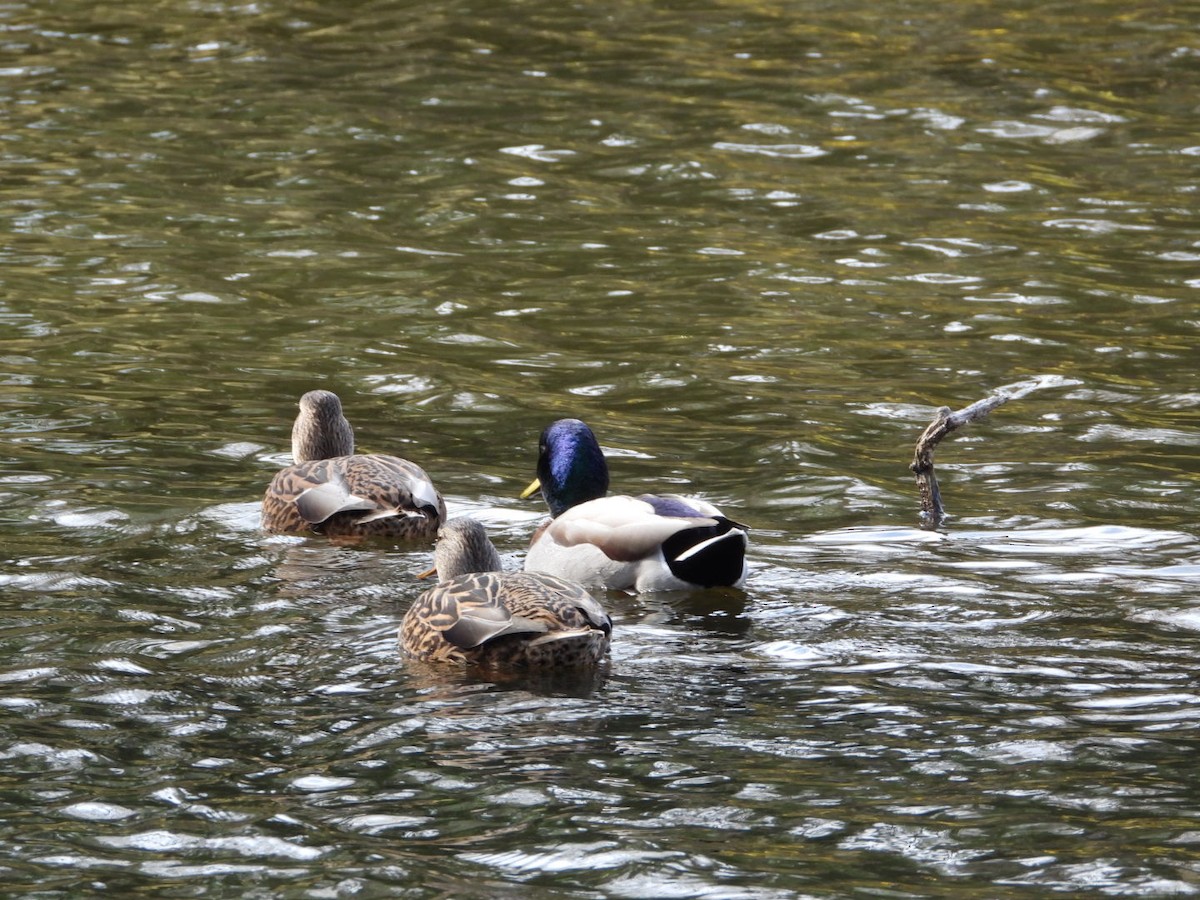 綠頭鴨 - ML645225538