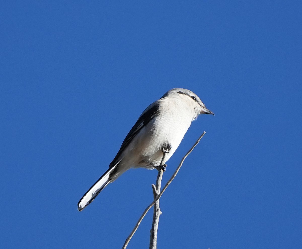 Northern Shrike - ML645225539
