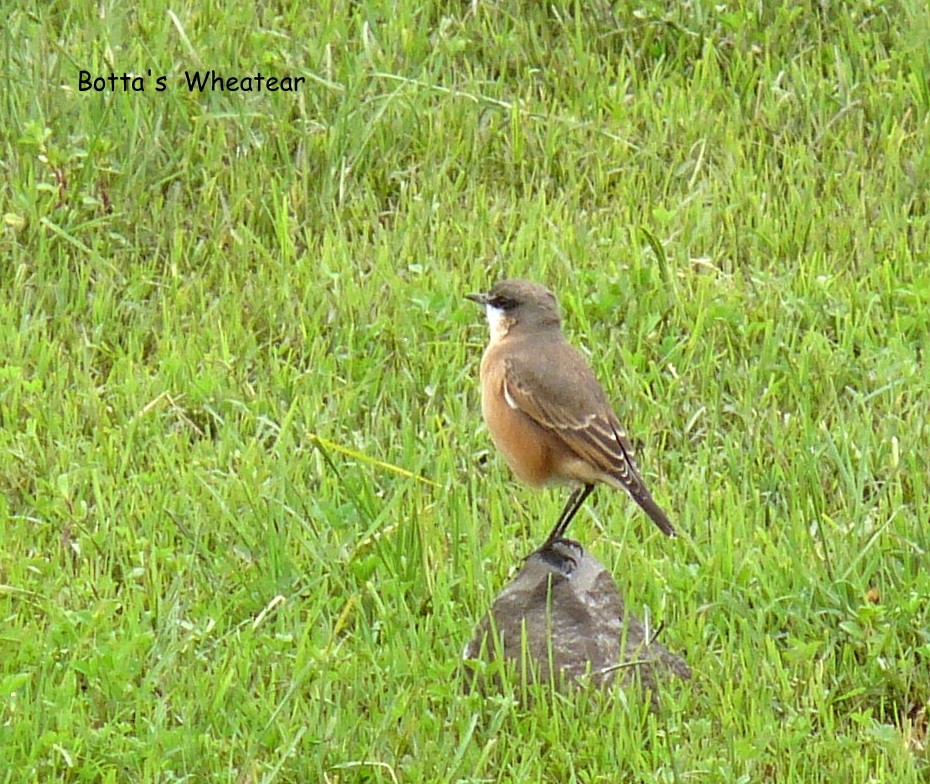 Rusty-breasted Wheatear - ML645225572