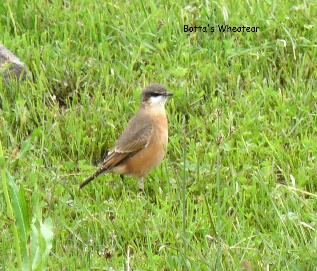 Rusty-breasted Wheatear - ML645225573