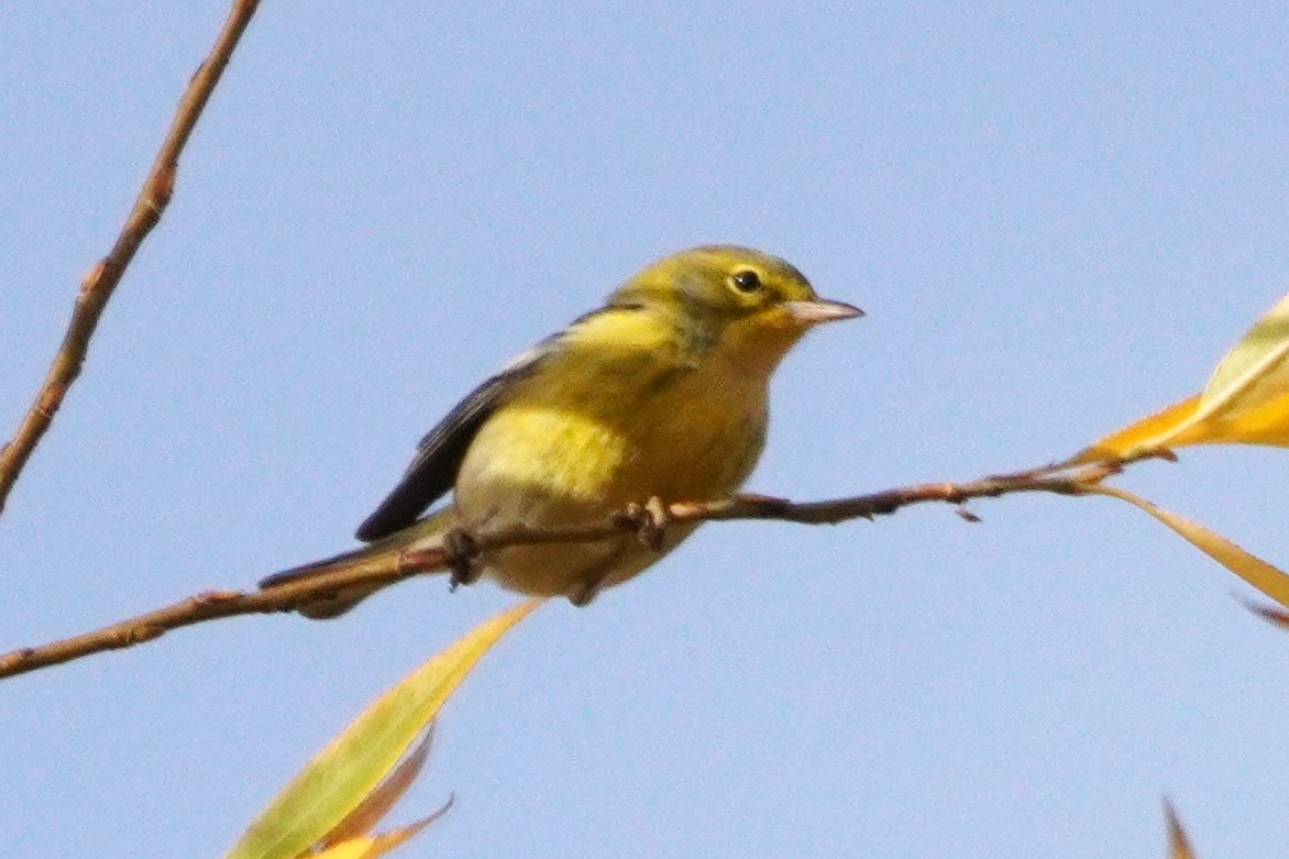 Kiefernwaldsänger - ML645225576