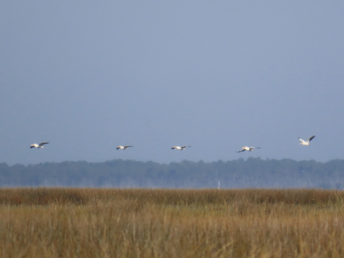 Amerika Pelikanı - ML645225603