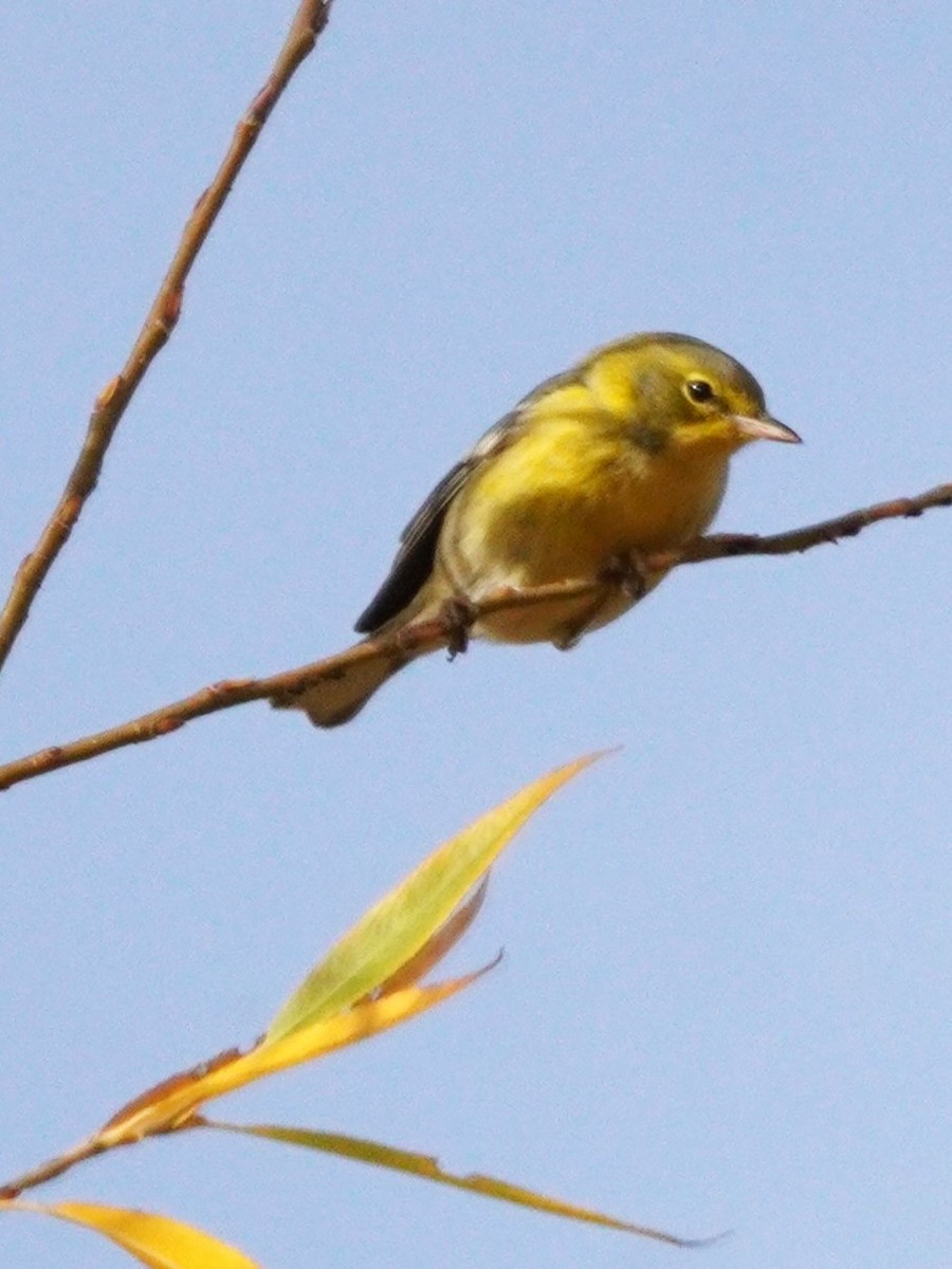 Kiefernwaldsänger - ML645225613