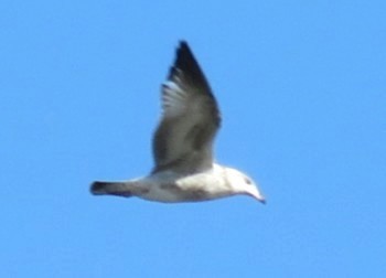 American Herring Gull - ML645225615