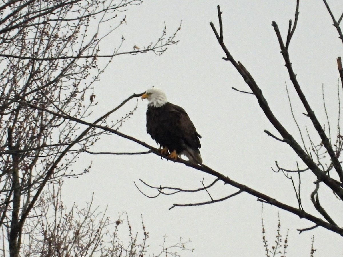 Bald Eagle - ML645225626