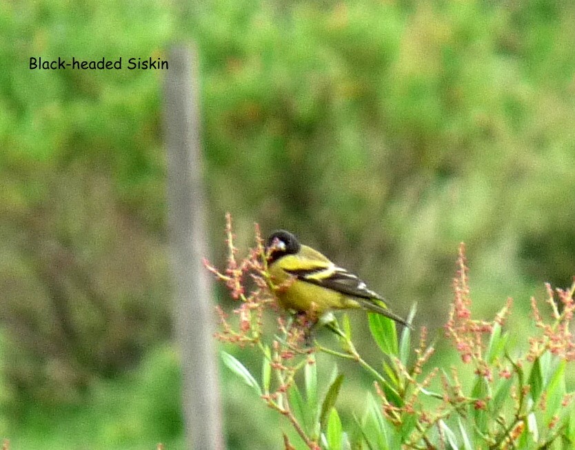 Ethiopian Siskin - ML645225632