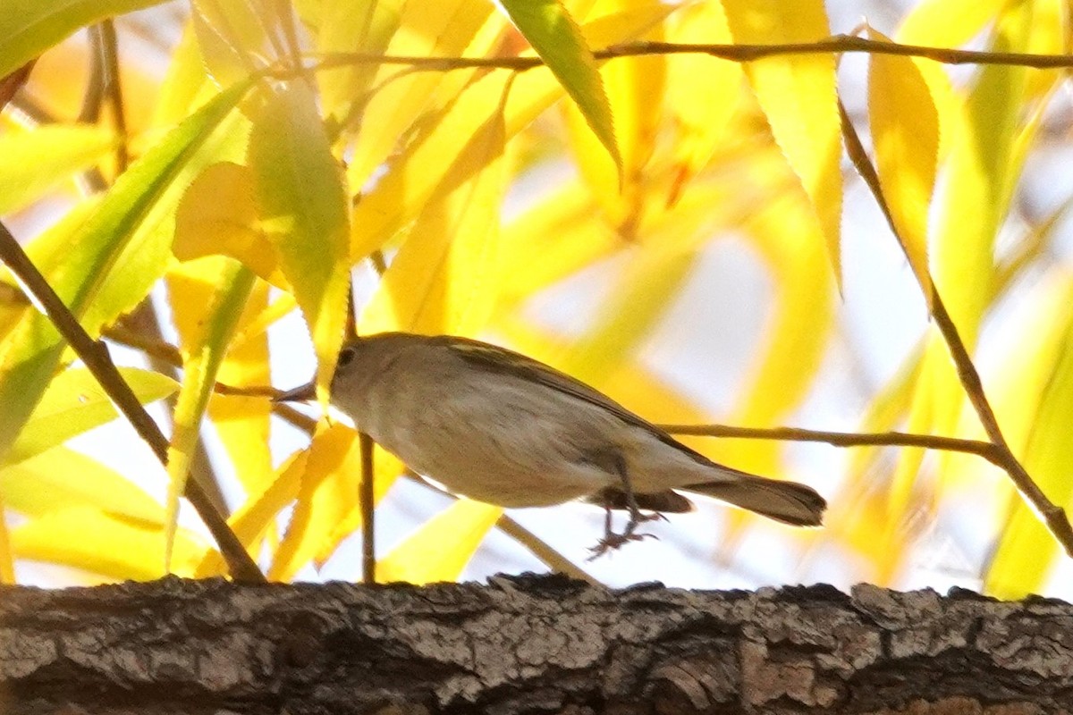 Reinita de Pensilvania - ML645225633