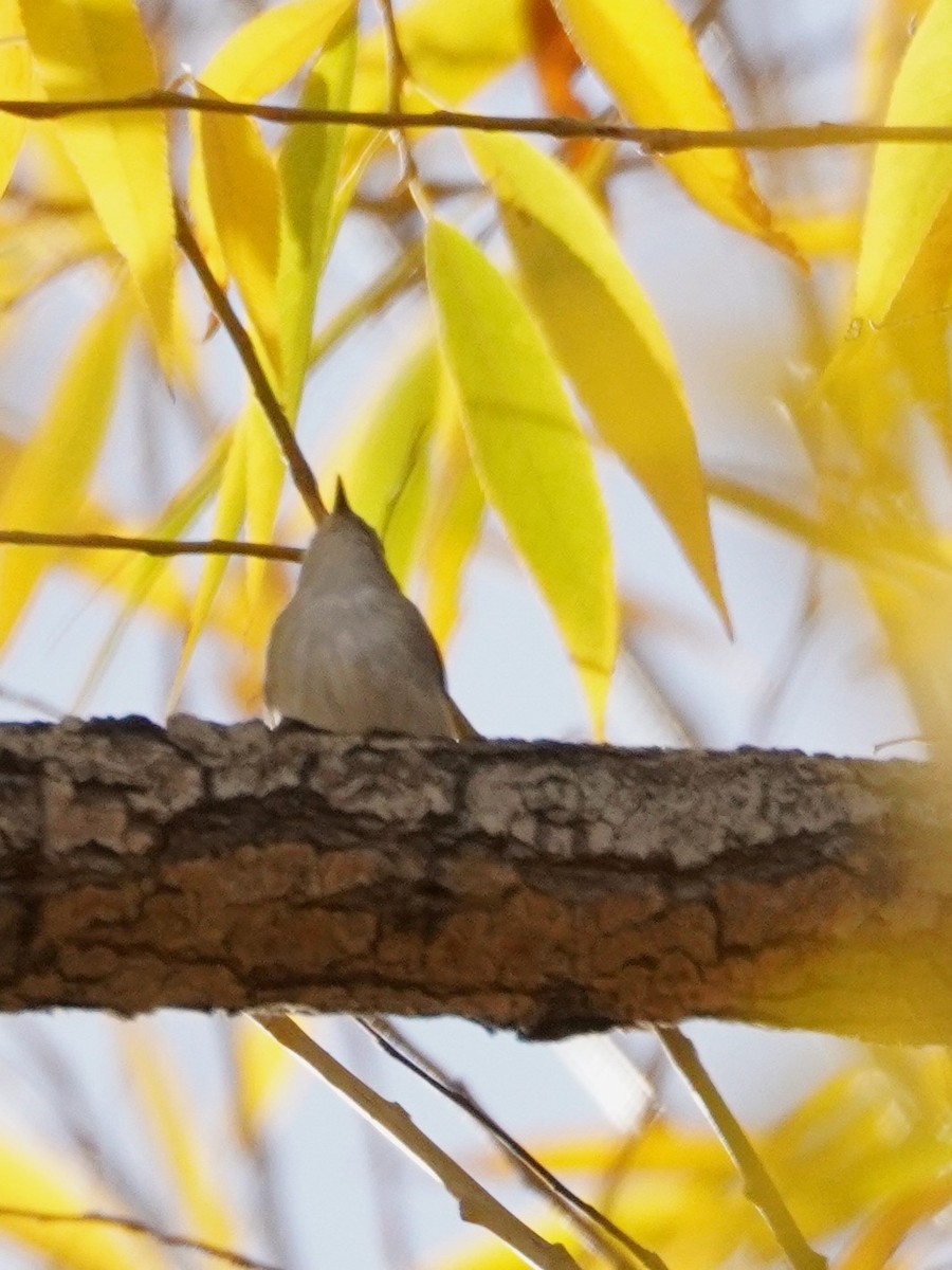 Reinita de Pensilvania - ML645225637