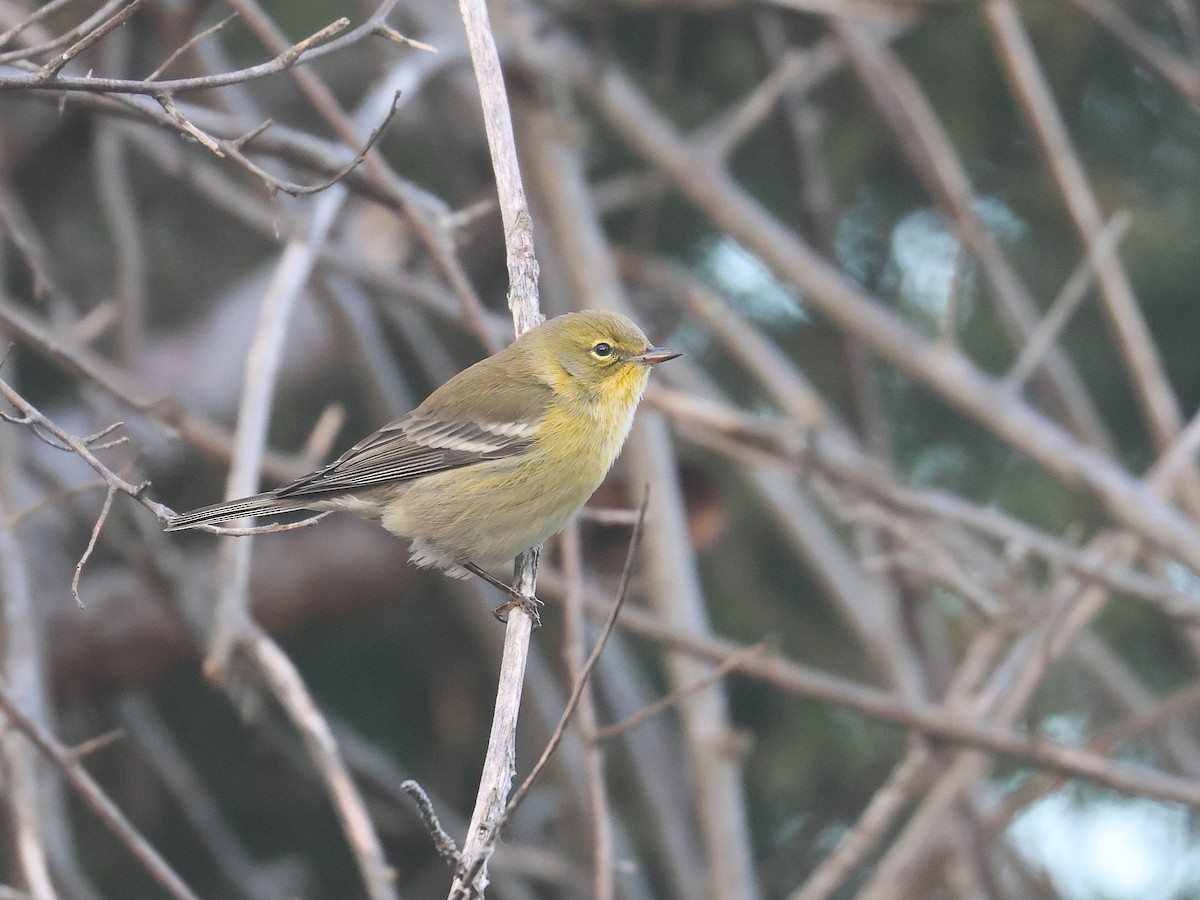 Kiefernwaldsänger - ML645225646