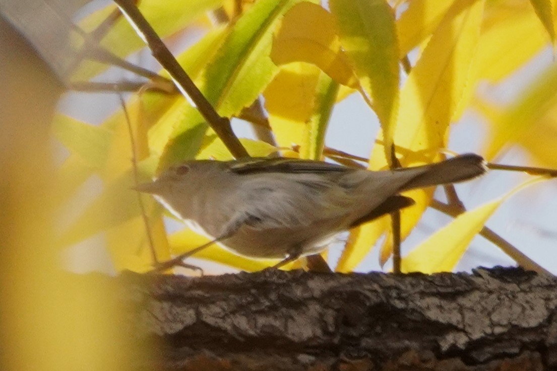 Reinita de Pensilvania - ML645225650