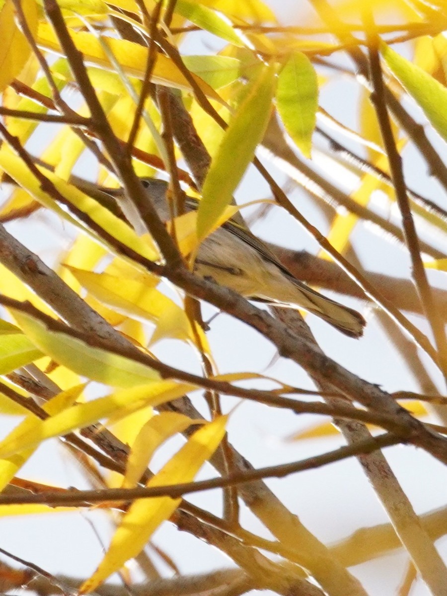 Reinita de Pensilvania - ML645225656