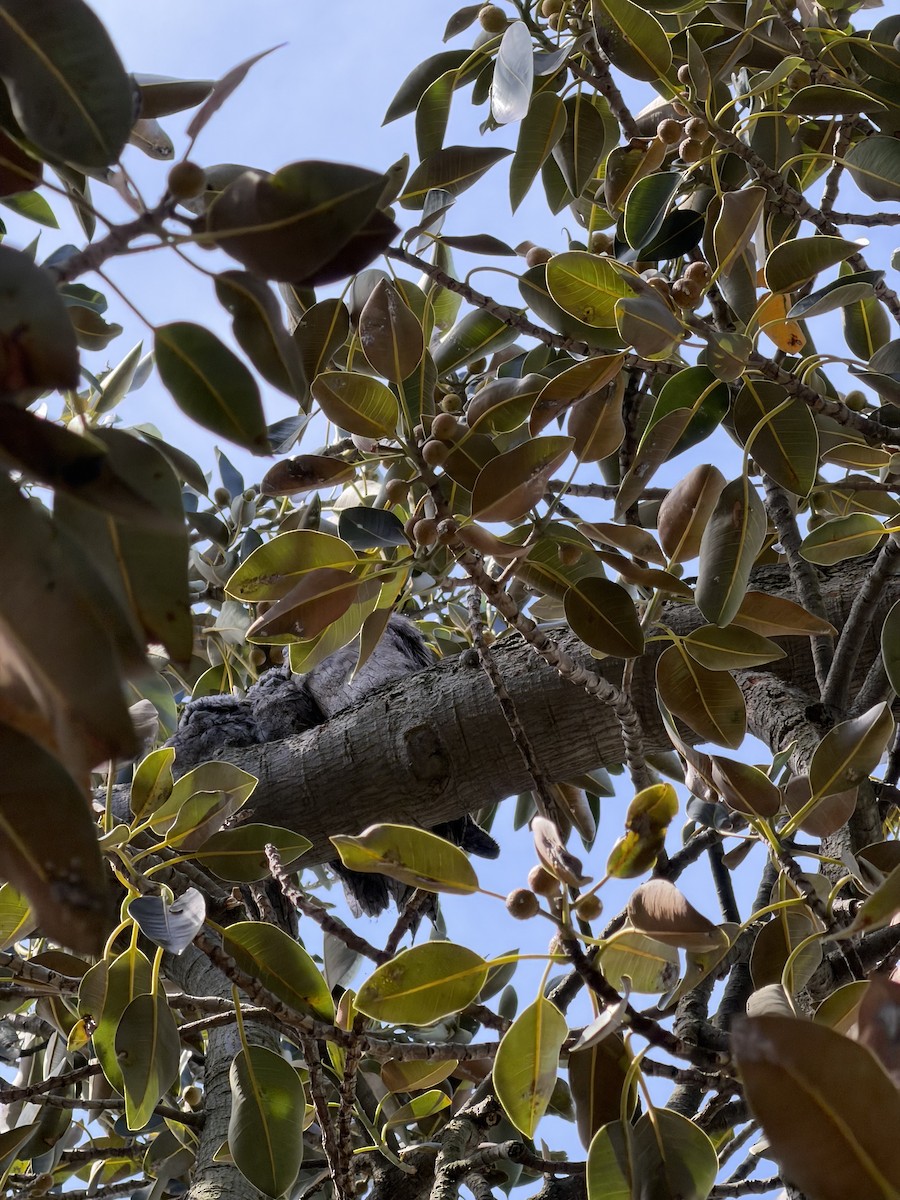 lelkoun soví - ML645225664