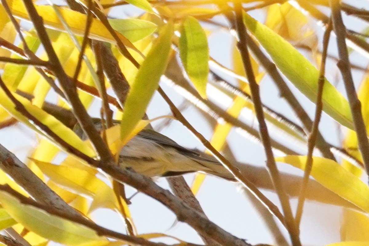 Reinita de Pensilvania - ML645225683