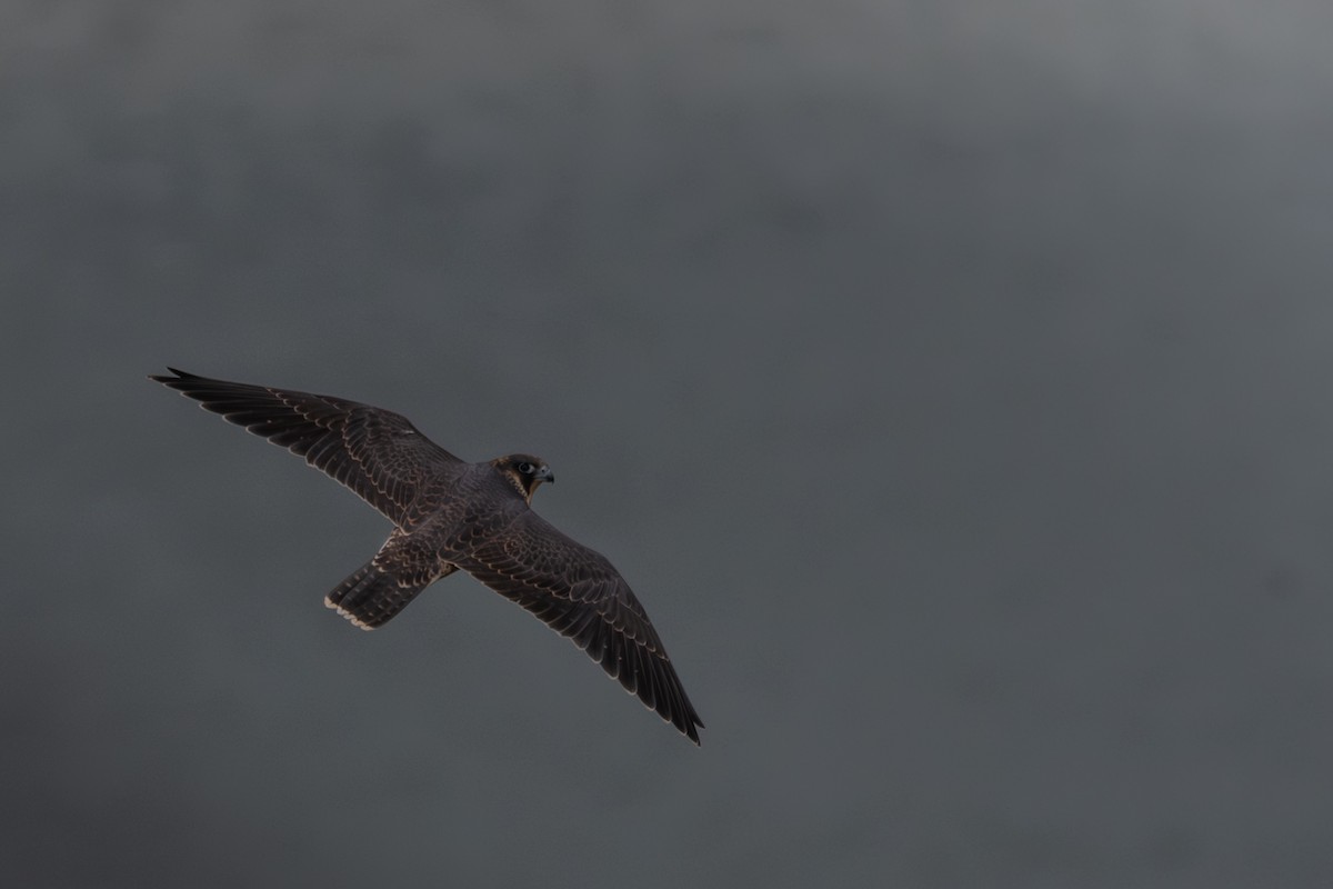 ハヤブサ - ML645225685