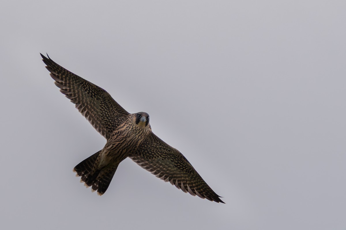 ハヤブサ - ML645225686