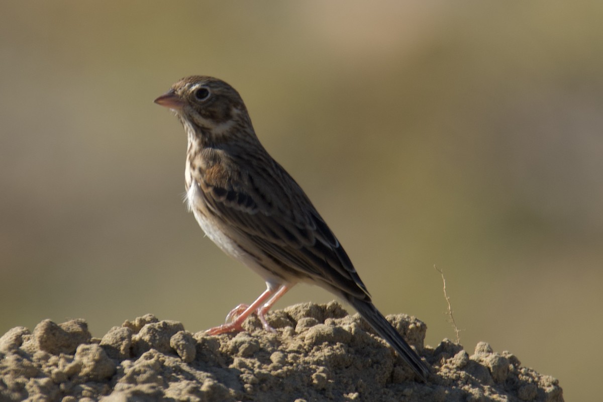 オジロヒメドリ - ML645225688