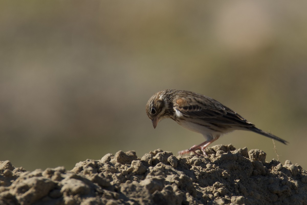 オジロヒメドリ - ML645225689