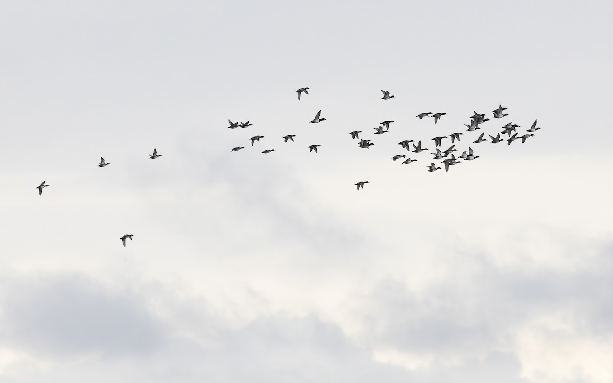 クビワキンクロ - ML645225692