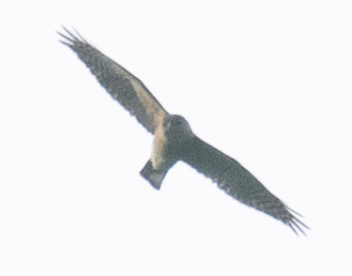 アカハラダカ - ML645225693