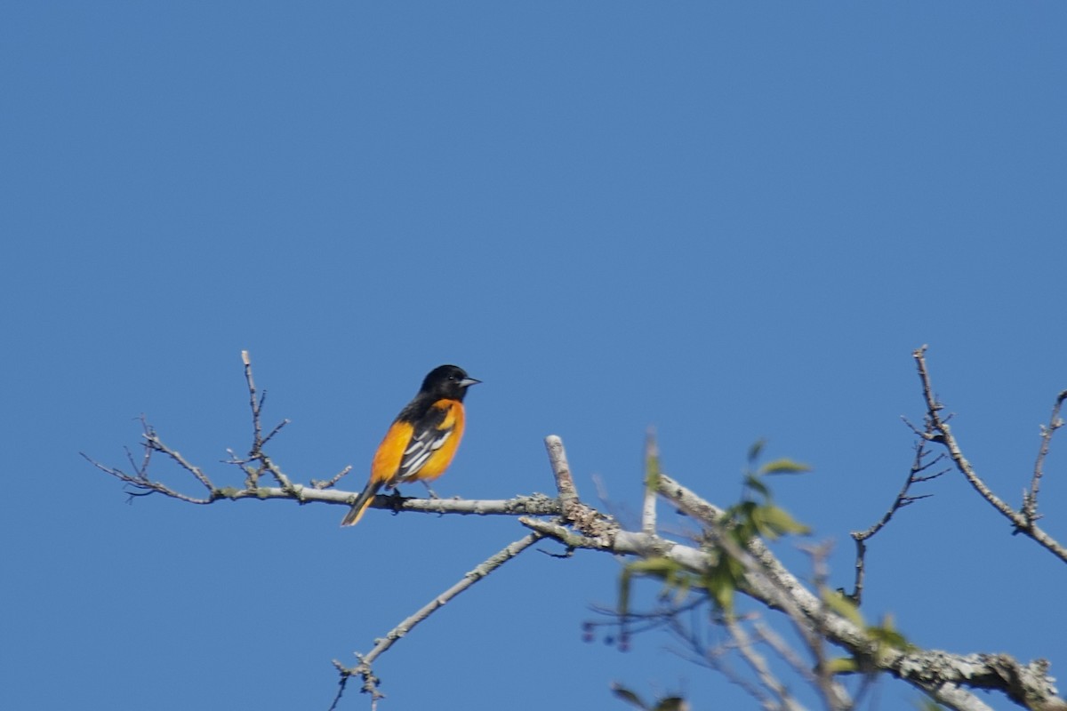 ボルチモアムクドリモドキ - ML645225695