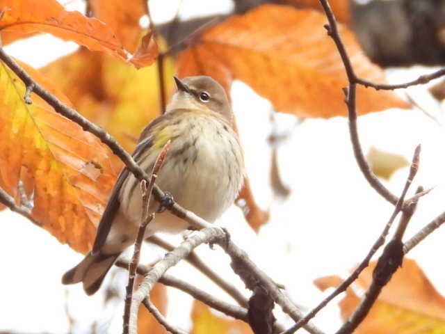 キヅタアメリカムシクイ - ML645225696