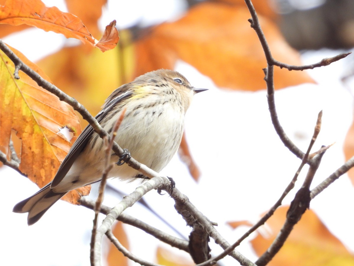 キヅタアメリカムシクイ - ML645225697