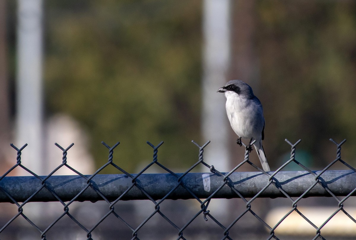 アメリカオオモズ - ML645225701
