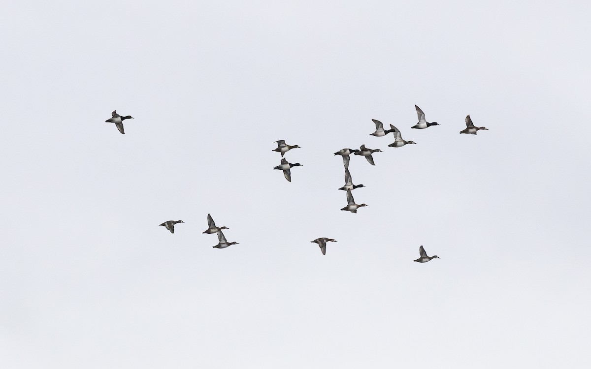 クビワキンクロ - ML645225702